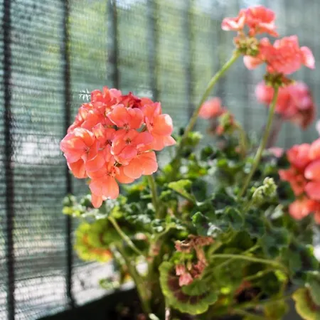Garden House Vale * ローマ