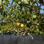 Garden House Vale Apartamento Roma